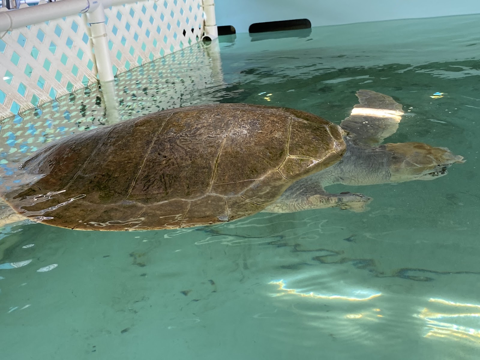 Texas Sealife Center