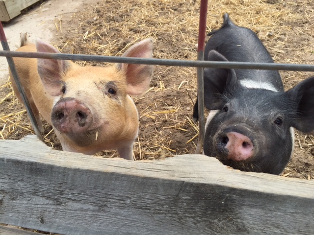 Family Fun at The Farm and Park