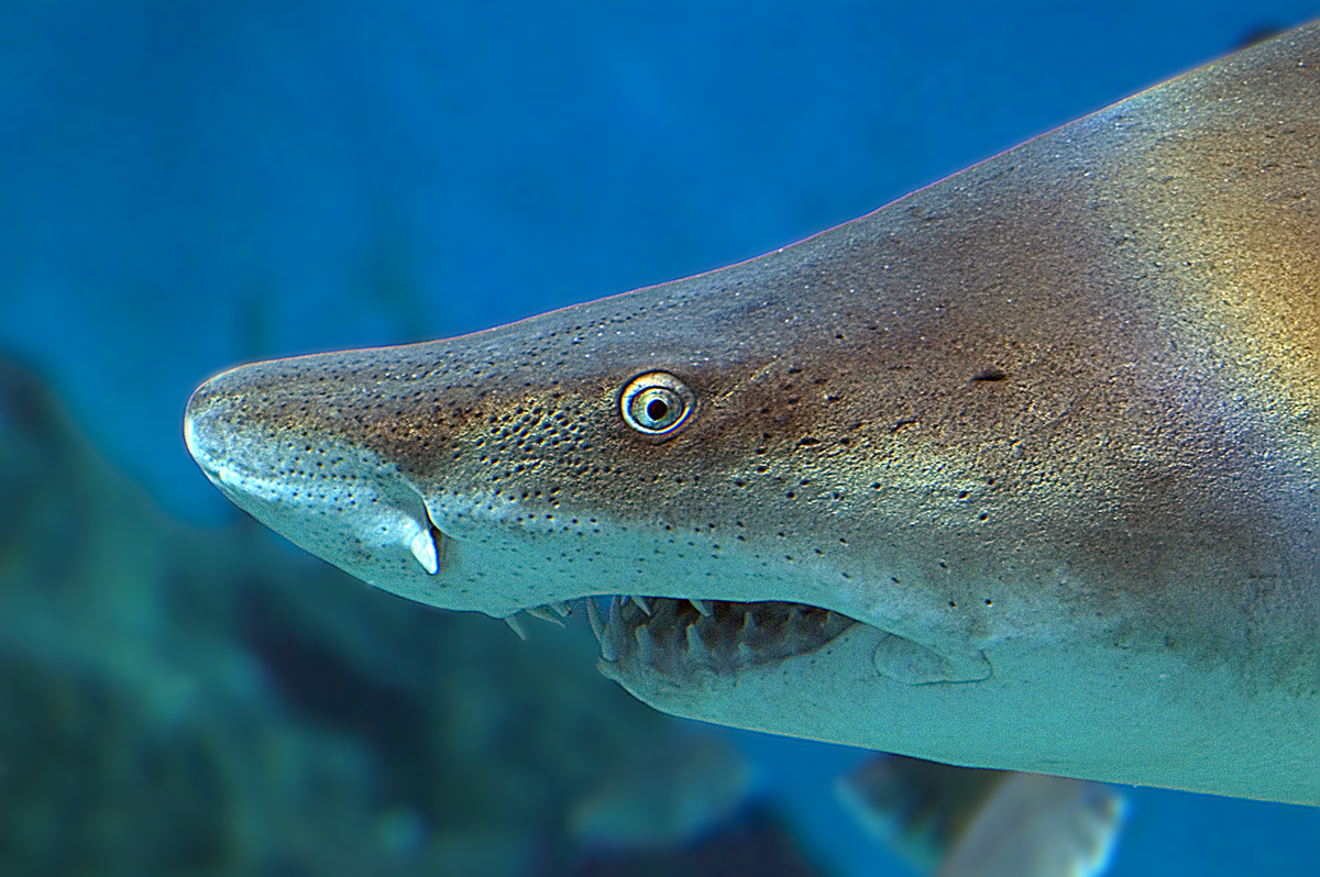 The Maritime Aquarium at Norwalk