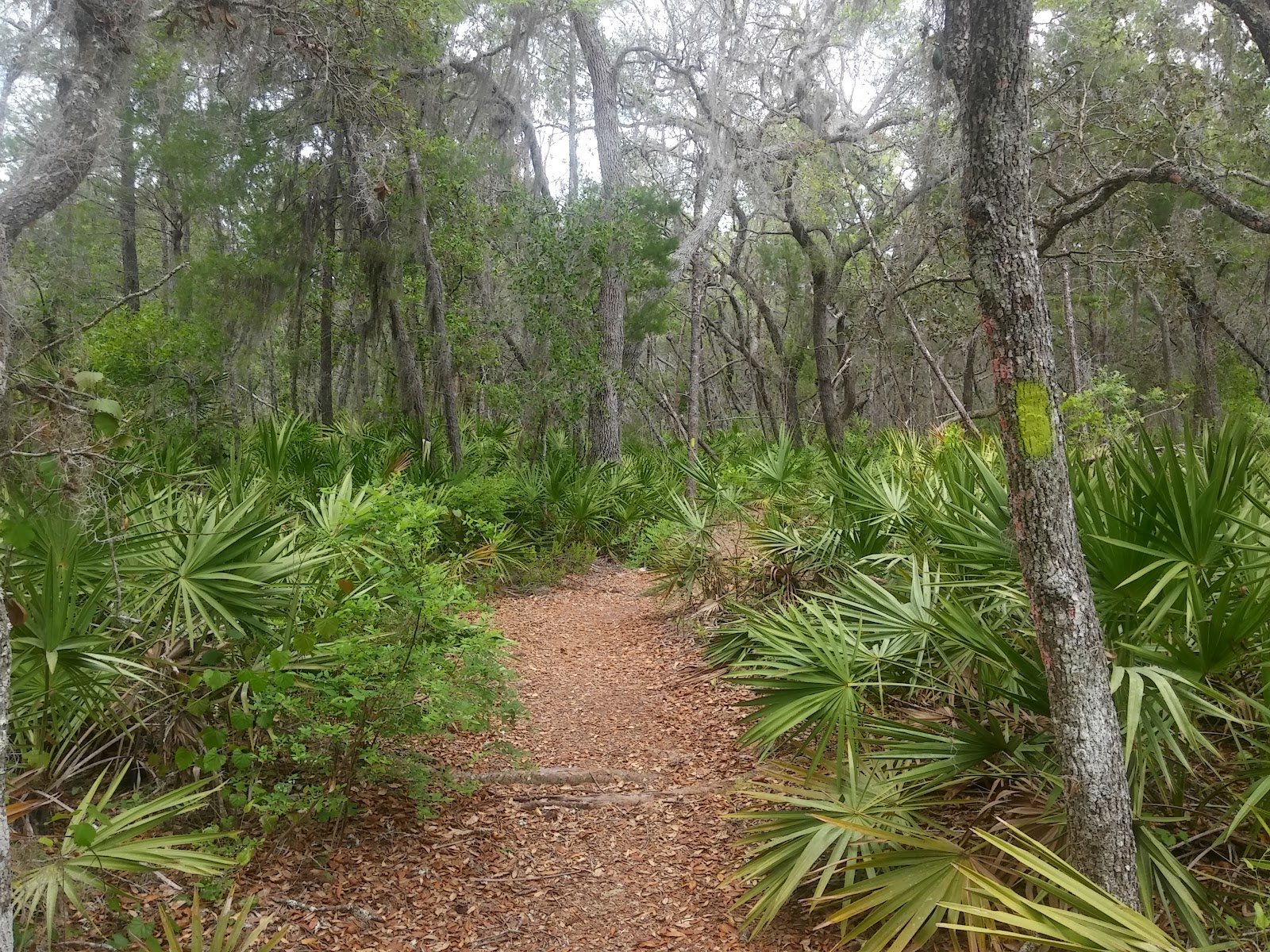 Tiger Bay State Forest