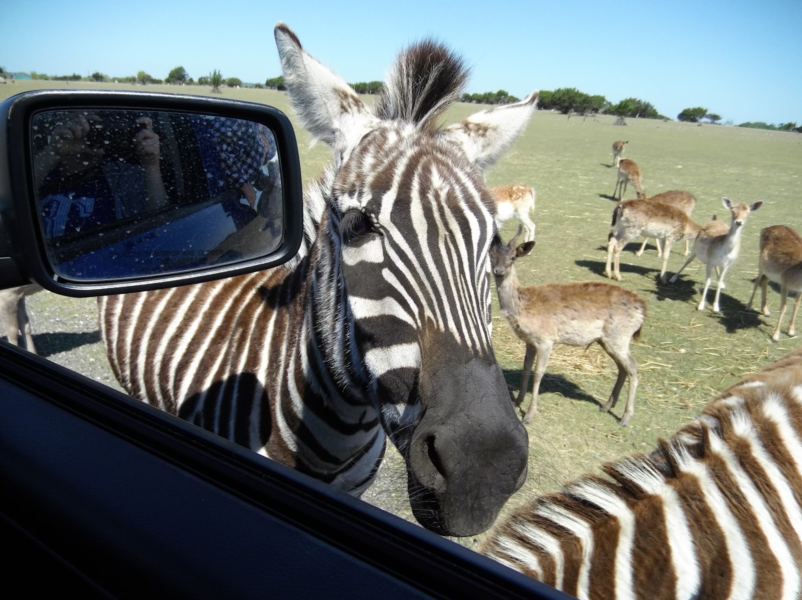 Topsey Exotic Ranch & Park