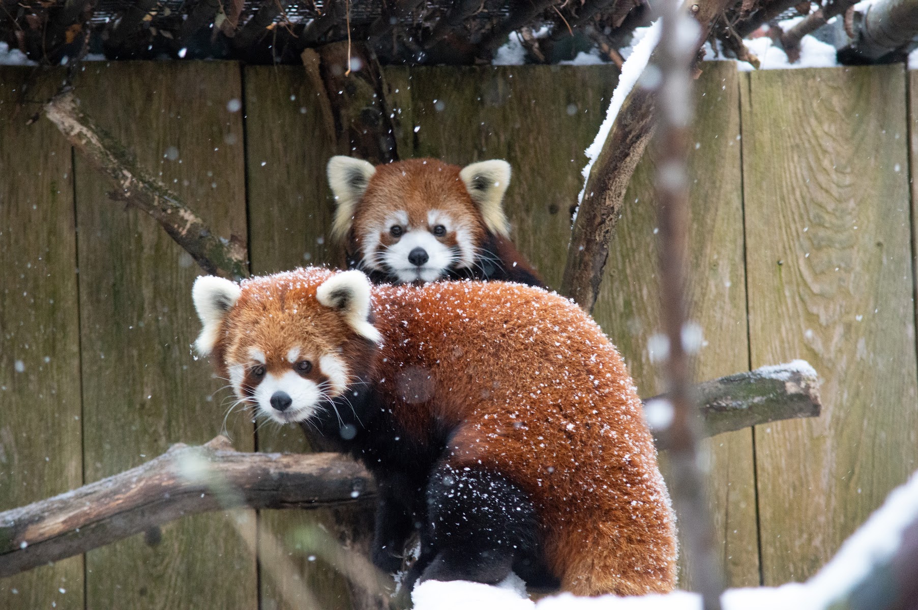 Utica Zoo