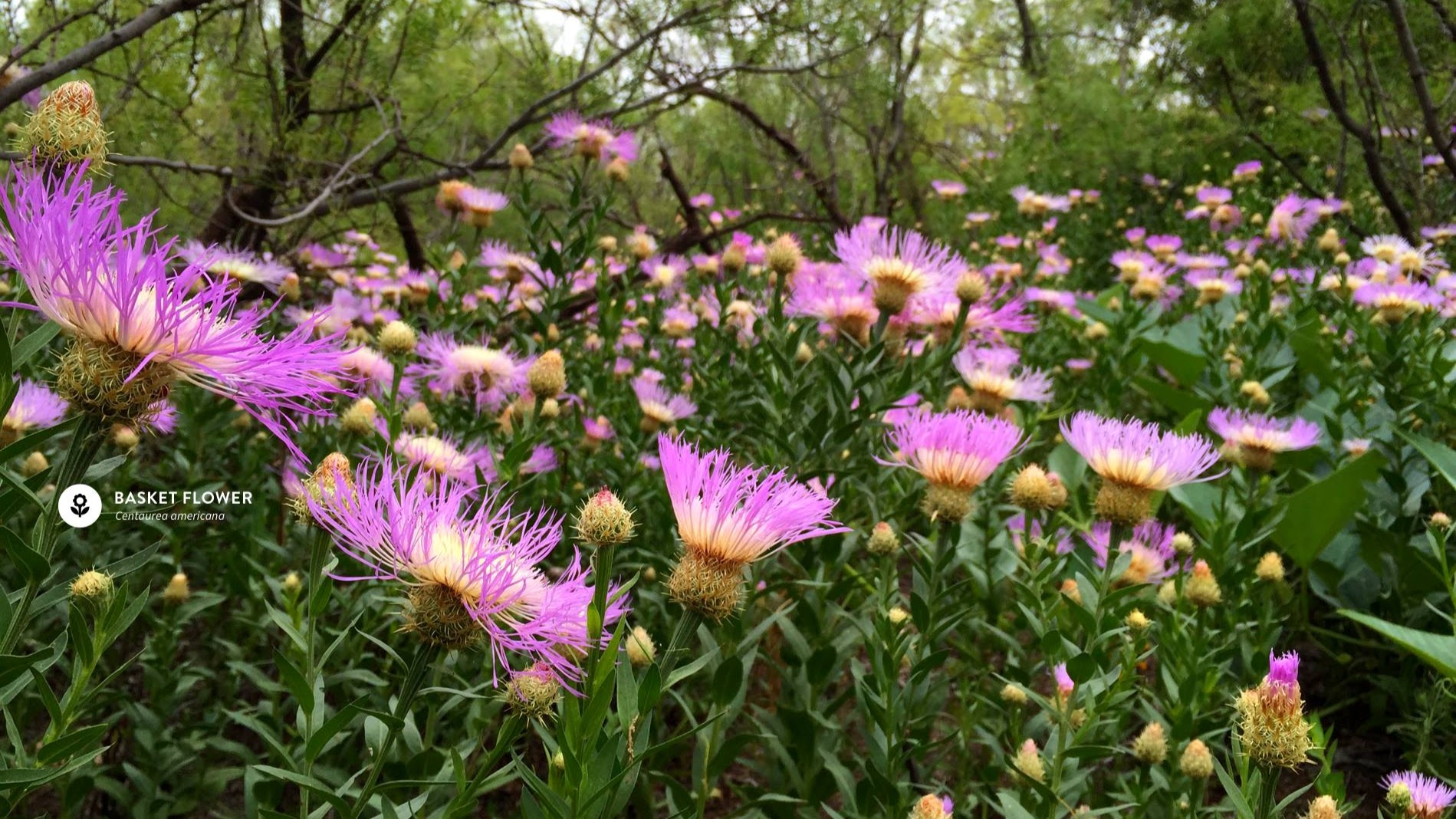 Watersong Wild Space