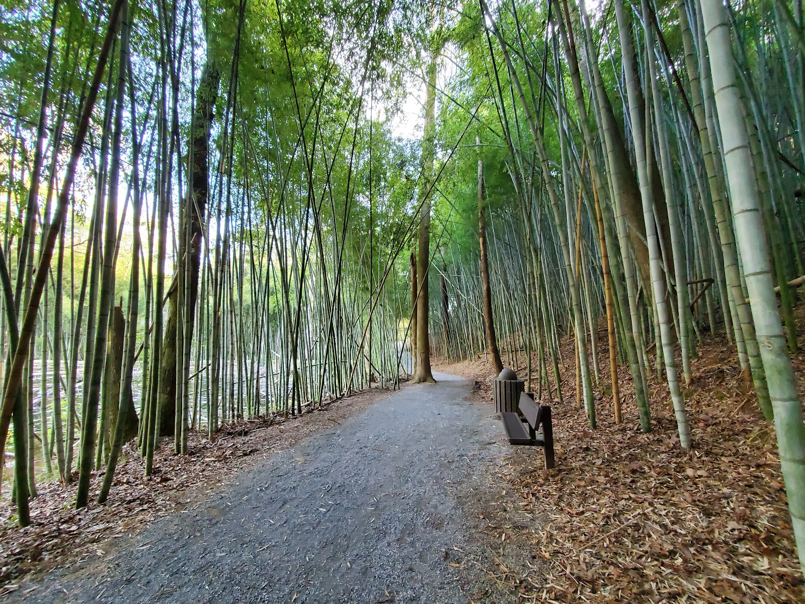 Wilderness Park/Bamboo Forest