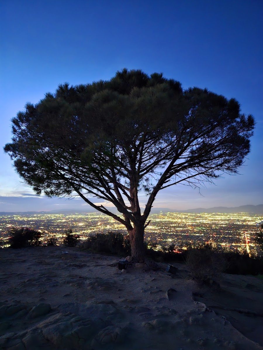 Wisdom Tree