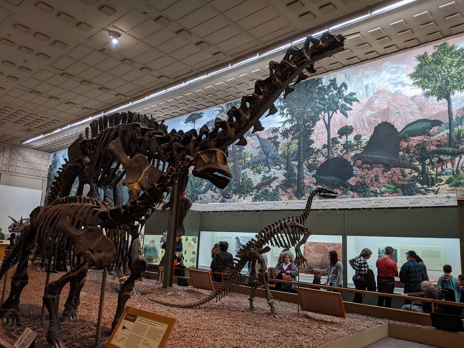 Yale Peabody Museum