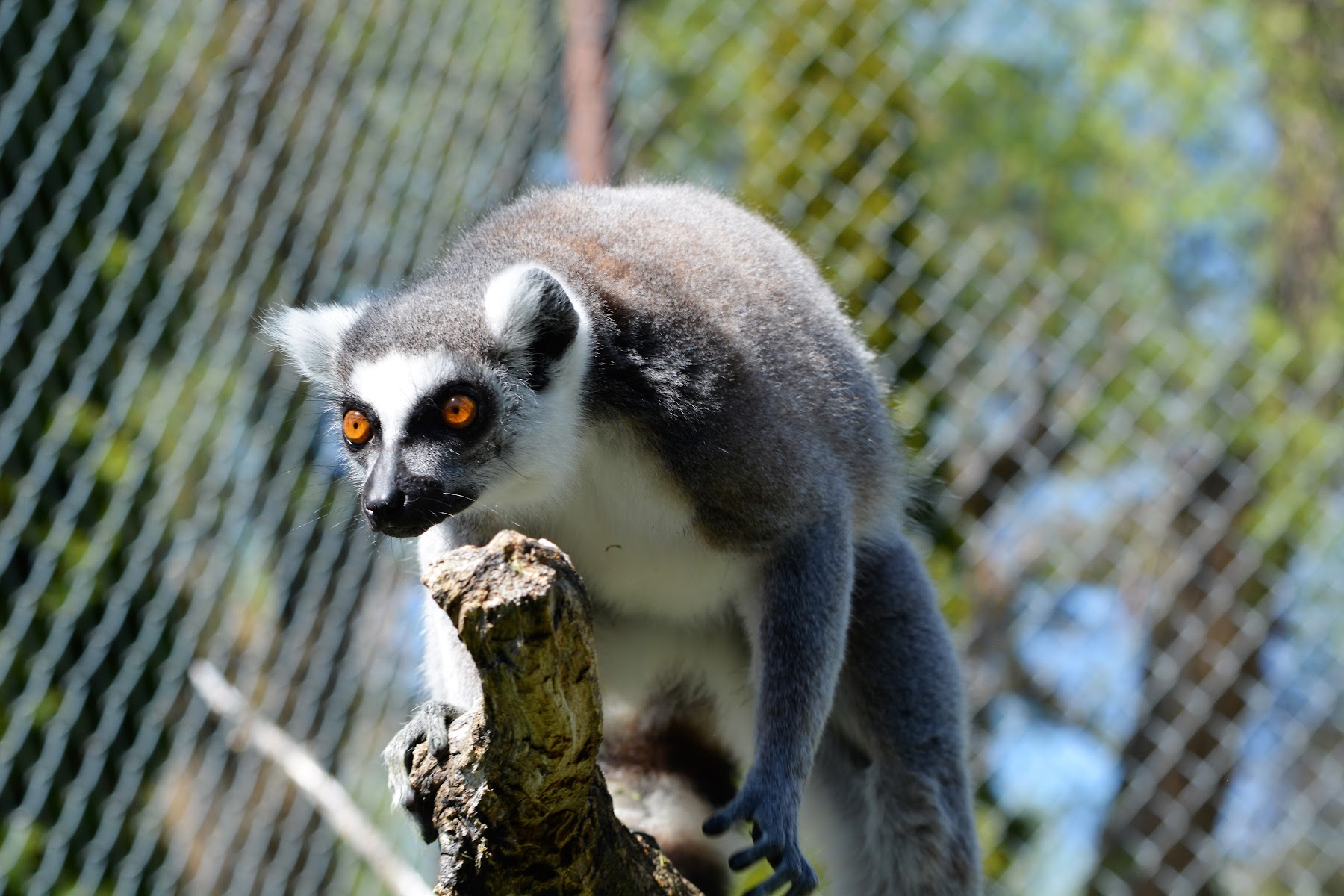 Zootah